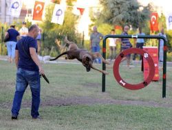 Antalya'da Bin Metrekarelik Alana Köpek Parkı Kuruldu