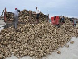 Edirne'de Sezonun İlk Şeker Pancarı Pazara İndi
