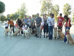 Manavgat'ta Kısırlaştırılan Sokak Köpekleri Mikrocip Yöntemiyle Kontrol Edilecek