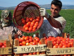 Tarladan 1,5 Liraya Verdiği Domatesin Pazarda 5 Liraya Satıldığını Duyan Çiftçi Şaşkın