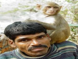 Hayvanat Bahçelerinden Ender Bulunan Maymunları Çalan Çete Yakalandı