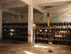 Boş Tekstil Fabrikalarında Yaprak Mantarı Yetiştiriliyor