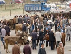 Şap Salgını Nedeniyle Kapalı Olan Bayburt Hayvan Pazarı Açıldı