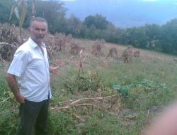 Kızılelma Beldesinde Yaban Domuzları Çiftçileri Ekmeğinden Ediyor