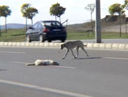 Köpeklerden İbretlik Vefa