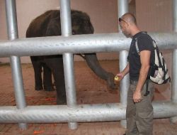 İsrail'den Getirilen Fil Gabi, Gaziantep'e Alışmaya Çalışıyor!