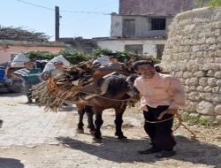 Kışlık Odunlar At Sırtında Dağdan İndiriliyor