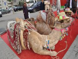 Bu Köpekler, Lüks Araba Fiyatına Satılıyor!.