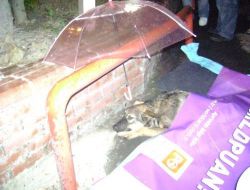 Yaralı Köpeği Kurtarmak İçin Gazeteci Ve Vatandaşlar Seferber Oldu