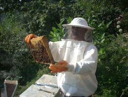 Alucura'da Bal Rekoltesi'nde Patlama Yaşanıyor