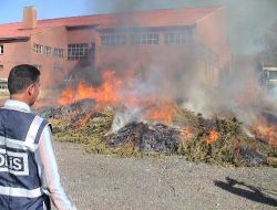 Kendiliğinden Yetişen 2 Milyon 500 Bin Kök Dişi Hint Keneviri İmha Edildi!