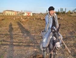 Koyunlar Pancar Tarlalarında Beslenerek Kurbana Hazırlanıyor