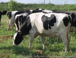 Tigem, Çiftçi İçin Besilik Dana Getirdi, 6 Bin Liraya Satıyor