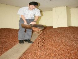 Giresun Serbest Piyasasında Fındık Fiyatı Düşüşte