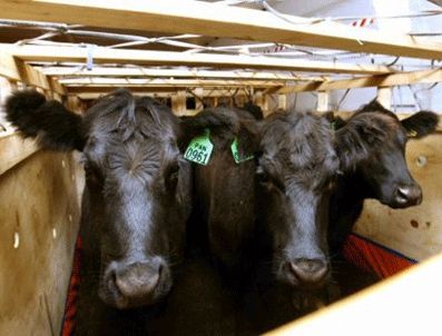 Etler gümrük'te çürüyor!