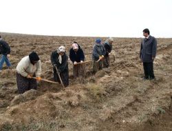260 Kişilik Geçici İşçi Kadrosuna 75 Kişi Başvurdu