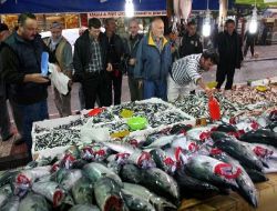 Hamsi Sinop'u Geçti, Tezgâhlar Şenlendi