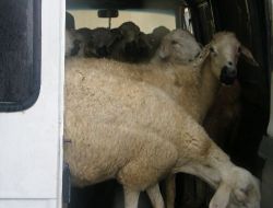 Niğde'den Çalınan Koyunlar Osmaniye'de Ele Geçirildi!