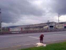 Köpeğin Vefası Görenleri Şaşırttı