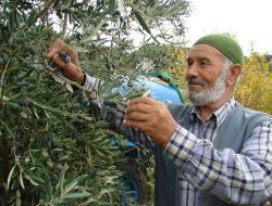 Manavgat'ta Zeytin Üretimi Yaygınlaştırılıyor