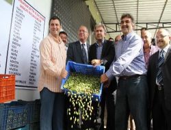 Akhisar, Zeytinde Marka Olmak İçin Atağa Kalktı