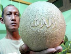 Endonezya'da Görenleri Hayrete Düşüren Kavun