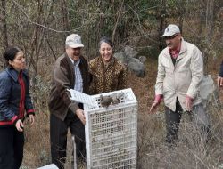 Gölcük Tabiat Parkı, Kınalı Keklik Sesiyle İnleyecek