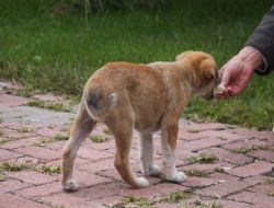 Sokağa Atılan 3 Yavru Köpeği Gören Vatandaşlar Tepki Gösterdi