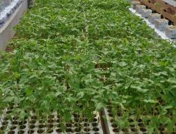 Sorgunda 40 Bin Domates Fidesinin Dikimi Yapıldı