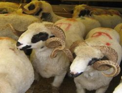 Kırıkkale'de Kurbanlık Sıkıntısı Yaşanmayacak