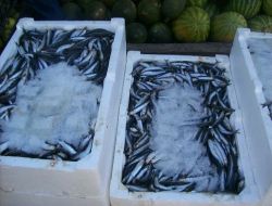 Hava Soğudu Balık Satışları Arttı