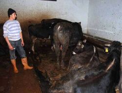 Aydıncık'ta Büyükbaş Kurbanlık 3 Bin 500'den Küçükbaş 500'den Başlıyor