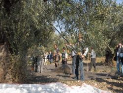 Çamcı Zeytin Hasat Şenliğine Hazırlanıyor