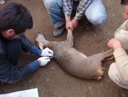 Köpeklerin Yaraladığı Karaca Yavrusu Telef Oldu