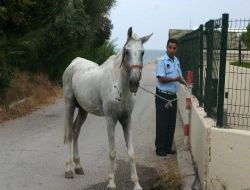 Atın Isırdığı Kafeterya Sahibi Hastanelik Oldu
