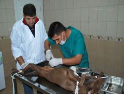 Silifke'deki Sahipsiz Sokak Köpekleriyle Belediye İlgileniyor