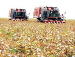 Türkmenistan'da 1 Milyon 50 Bin Ton Pamuk Hasadı Toplandı