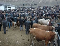 Üreticiler Açıkladı: Kars'ta Dışarıya İhraç Edecek Kadar Hayvan Var