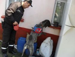 Narkotik Köpeği Acil'in de Katıldığı Operasyonda 4 Kilo Esrar Yakalandı