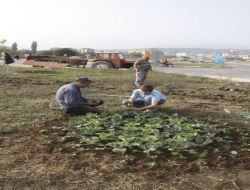 Edremit'in Yolları Yeşillendiriliyor