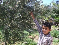 Mut'ta Zeytin Hasadı Başladı!.