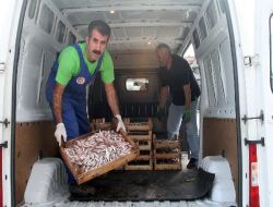 Küçük Boyutlarda Avlanan Balıklar, Hayvanlara Yem Oldu