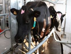 Türkiye'nin Et İhtiyacına Rusya'dan Çözüm; Türk, Rus Ve Amerikalı Şirketler Ortak Tesis Kuruyor