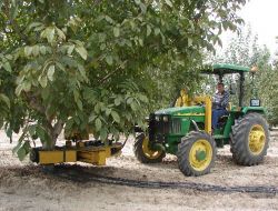 Ağacın Hasadını 15 Saniyede Toplayan Makine Geliştirdiler