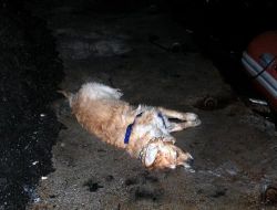 Köpeği Denize Düşerek Ölen Genç Kız Gözyaşlarına Boğuldu