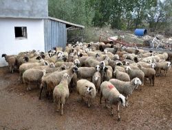 Trakya'da Kurbanlık İthal Koyunlar Piyasaya Girdi