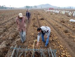 Nevşehir'de Patates Üreticilerine 57 Milyon Lira Destek