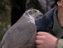 Kremlin'i Kargalardan Şahinler Koruyor