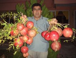 Manavgat'ta Nar Üretimi 2 Yıl İçinde Yüzde 100 Arttı