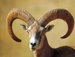 Hastalığa Yakalanan Yaban Koyunlarının Sayısı 3 Yılda 500'e Düştü